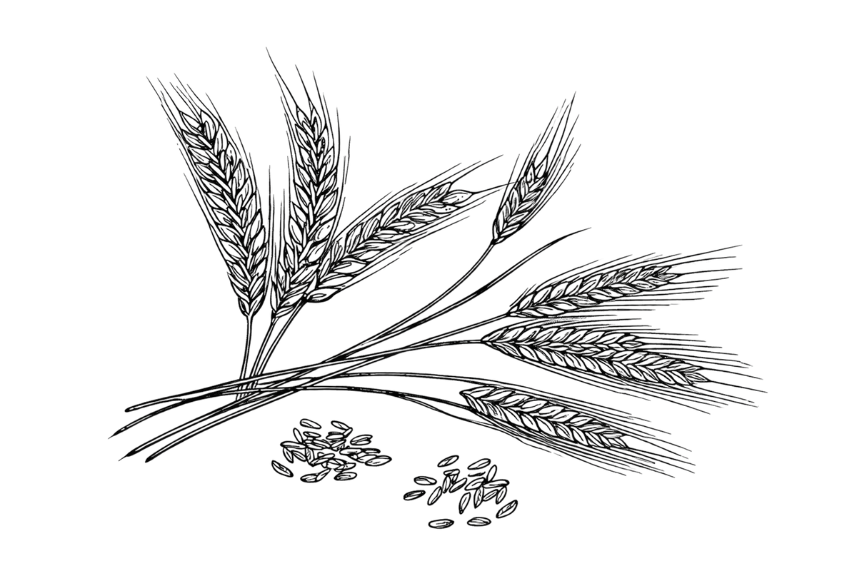 Schwarze Linienillustration von Weizenähren und Körnern, die die natürlichen Zutaten von Hoffer Alter Schnaps darstellen.
