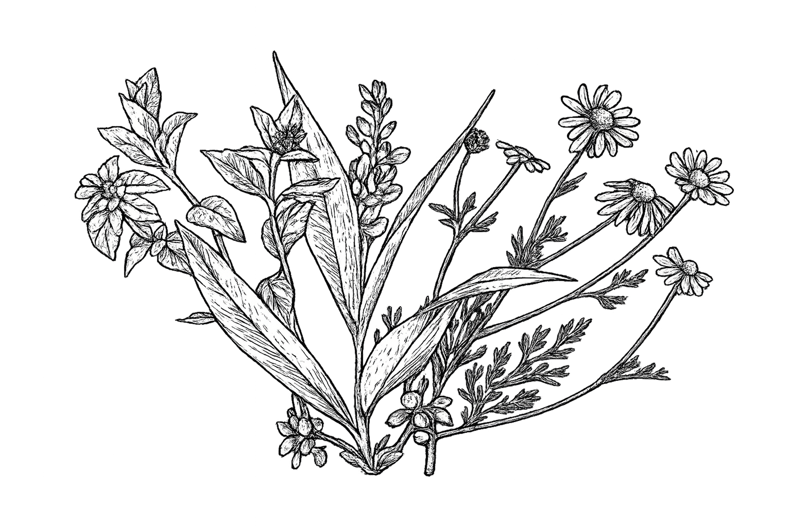 Vintage-Schwarzillustration von Kräutern und Pflanzen, die die natürlichen Zutaten von Hoffer Alter Schnaps darstellen.